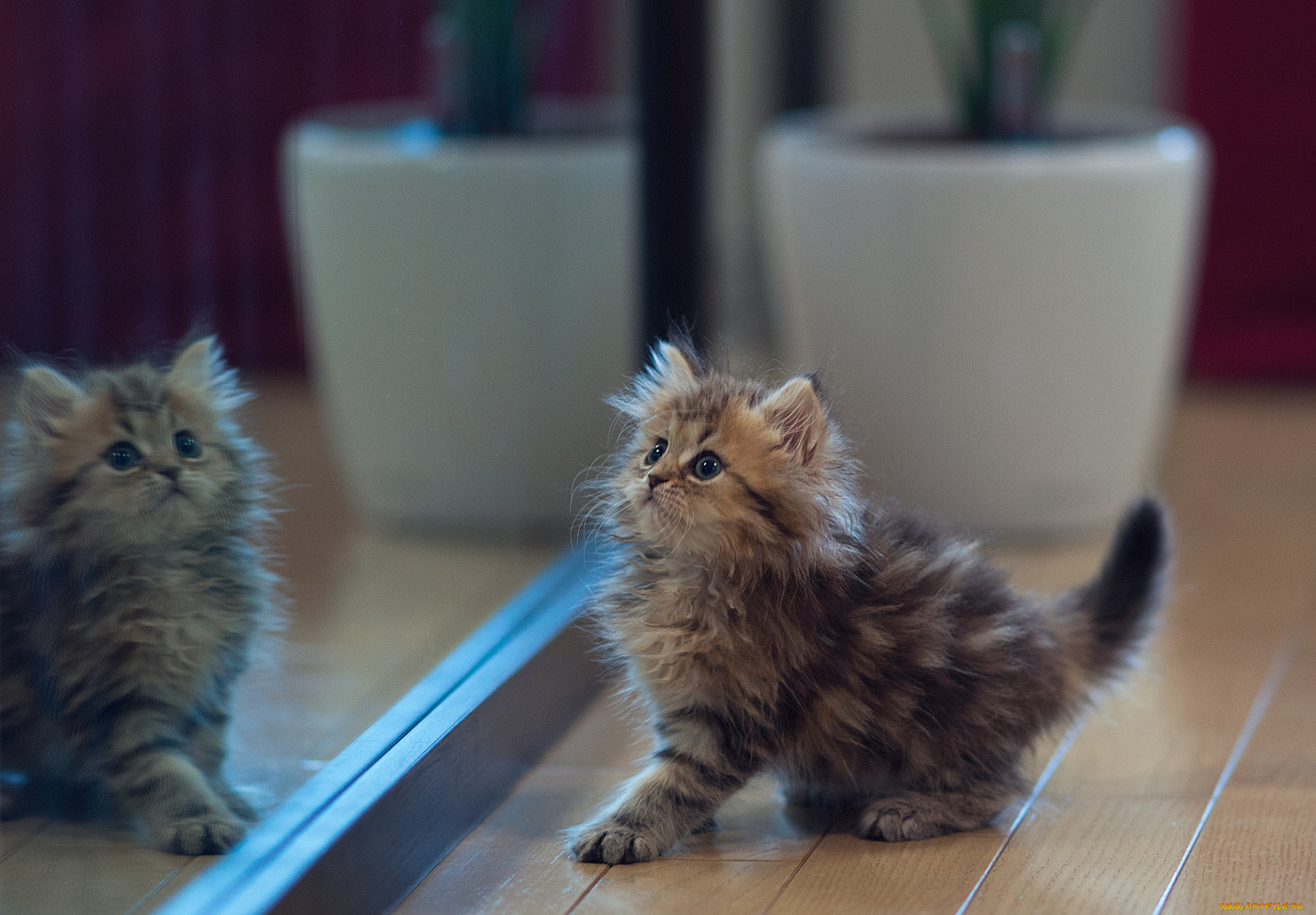 , , benjamin, torode, daisy, , , 